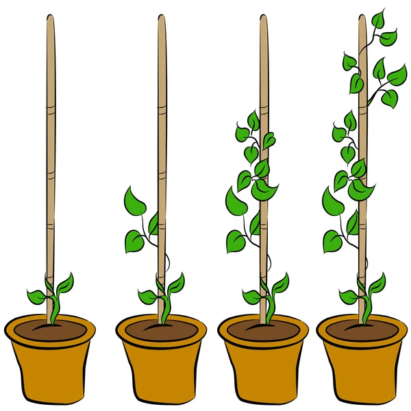 Büyüyen bitki aşamaları — Stok Vektör