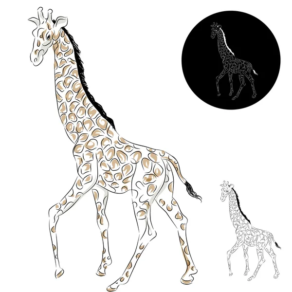 Desenho de girafa — Vetor de Stock
