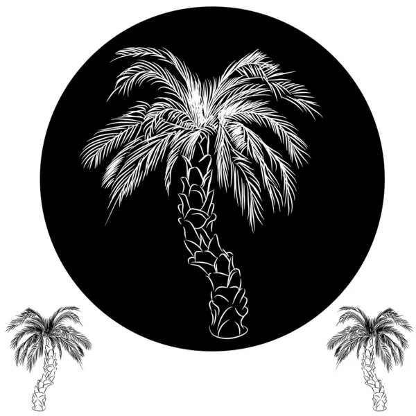 Palm tree ritning — Stock vektor