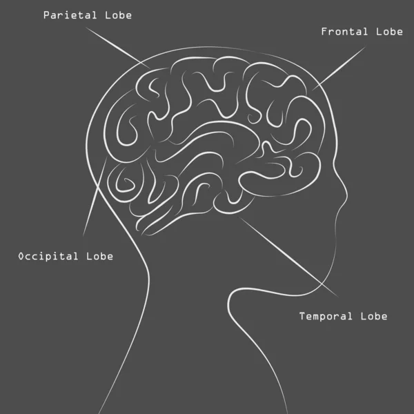 Tafel menschliches Gehirn Kartenzeichnung — Stockvektor