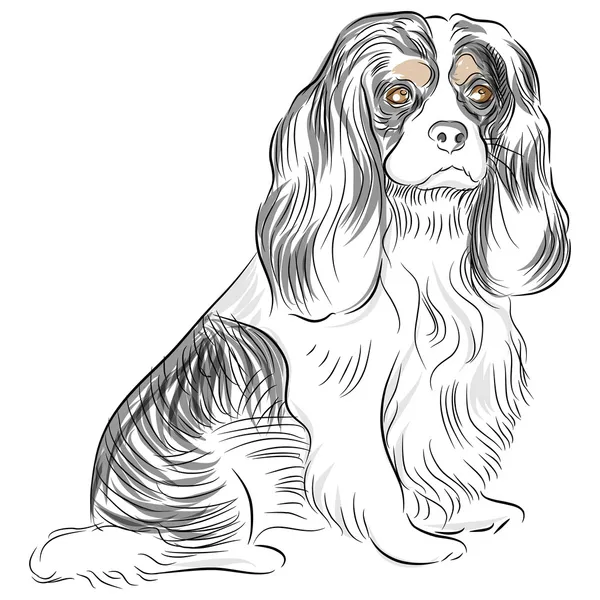 Cão de pura raça cavalier king charles spaniel de desenho — Vetor de Stock