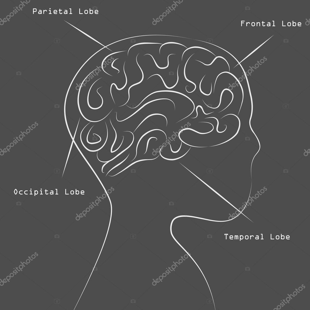 human brain mapping login