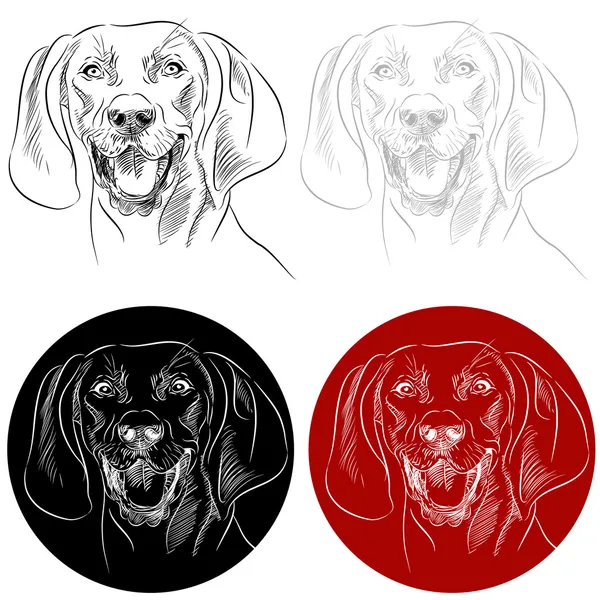 デカケツ ・ クーンハウンド犬の肖像画 — ストックベクタ