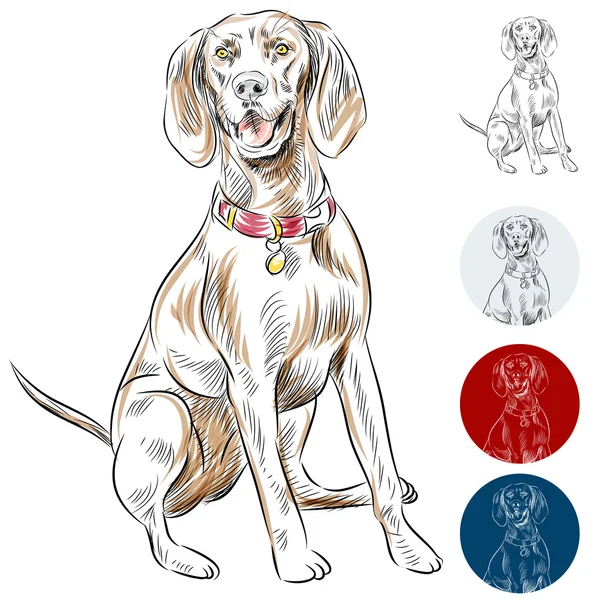 Redbone Coonhound — Stok Vektör