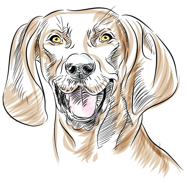 デカケツ ・ クーンハウンド犬の肖像画 — ストックベクタ