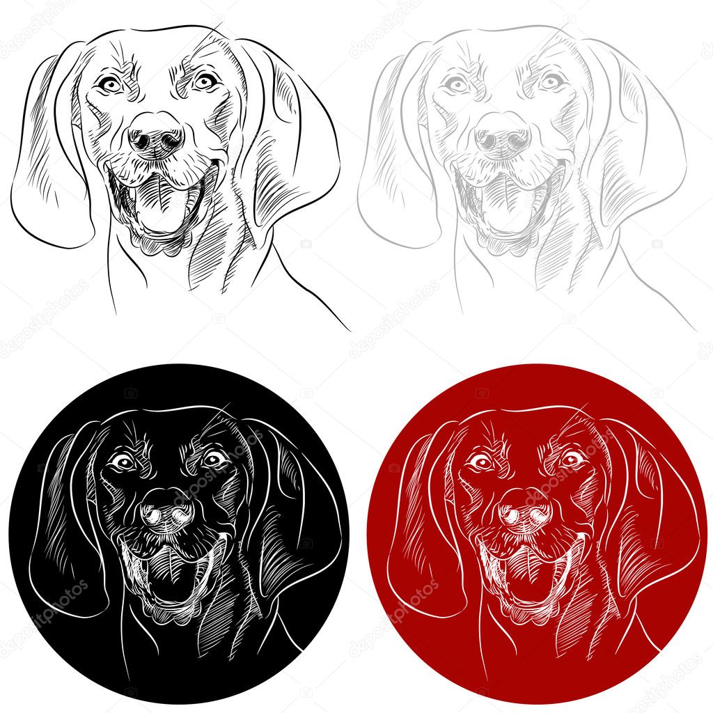 Redbone Coonhound Dog Portrait