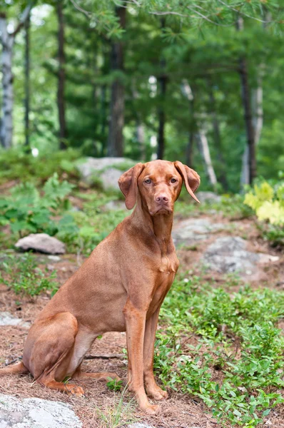 Kobieta vizsla pies siedzi w lesie — Zdjęcie stockowe
