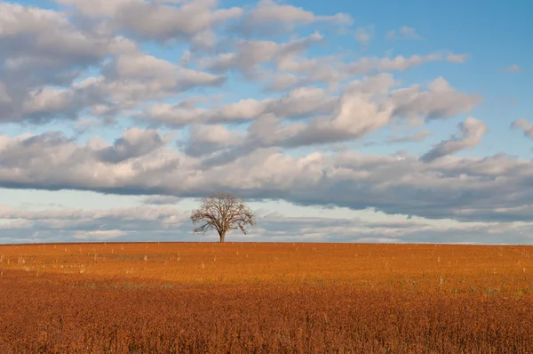 Lone Tree in Autumn Field — Stock Photo, Image