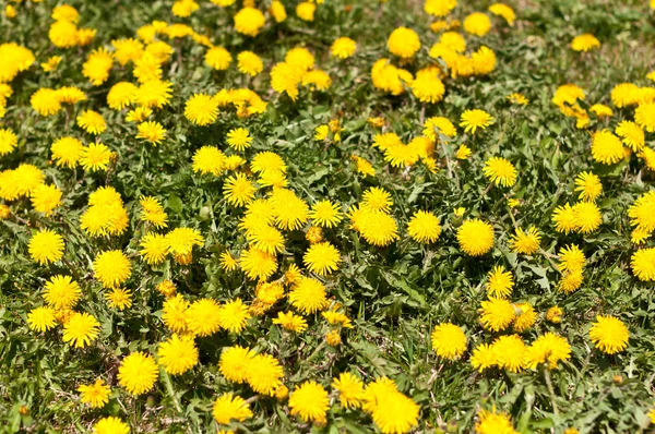 Lawn Covered with Dandelions — Stock Photo, Image