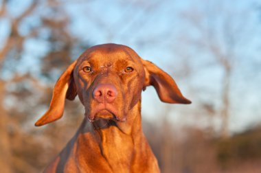 Vizsla Dog Portrait in winter. clipart