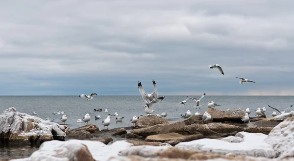 Seagulls at the Lake in Winter — Stock Photo, Image
