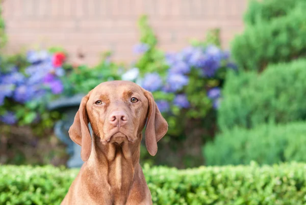 Vizsla Dog in a Garden — Stock Photo, Image