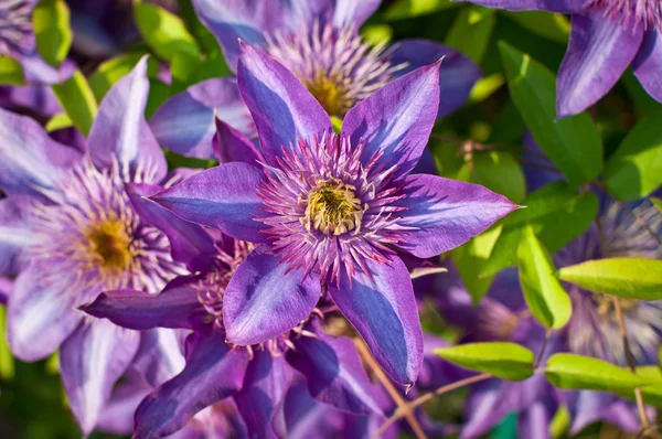 Flores de clematis púrpura Fotos De Stock Sin Royalties Gratis