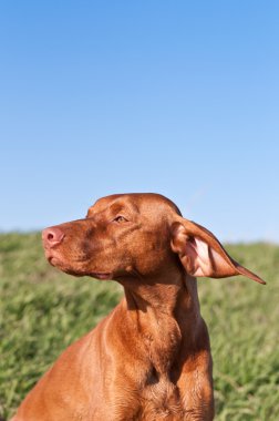 Mavi gökyüzü güneşli vizsla köpekle profil portresi