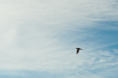 Uçuş Lone Kildeer'in