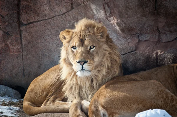 stock image Lions in a Zoo