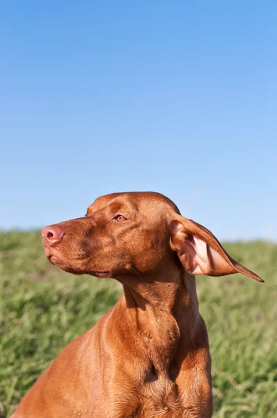 Profil porträtt av en solbelyst hundvalp (sittande) hund med blå himmel — Stockfoto