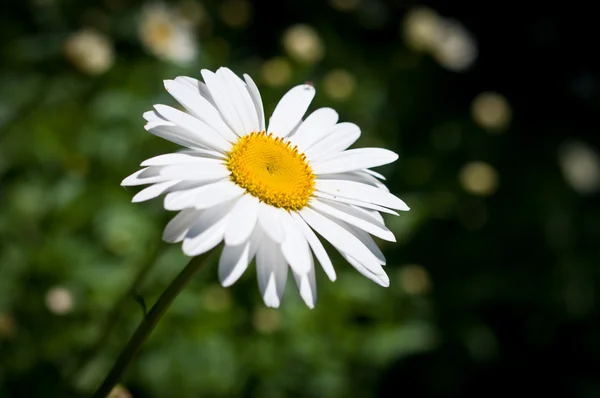 stock image Daisy in the Sun