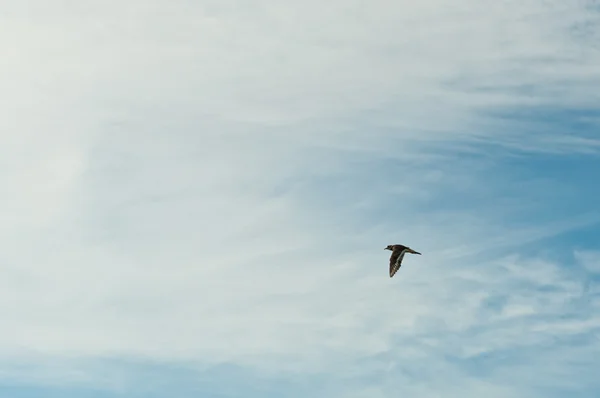 飛行中の孤独な killdeer — ストック写真
