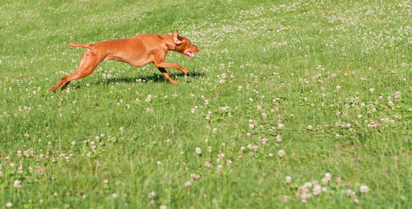 Vizsla pies biegnąc w trawie — Zdjęcie stockowe