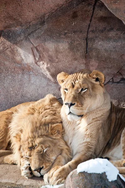 Lions dans un zoo Photos De Stock Libres De Droits