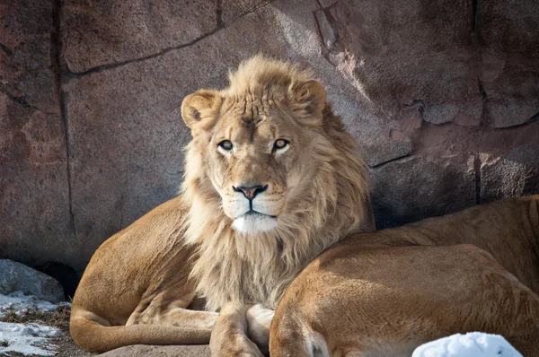 Lions dans un zoo Images De Stock Libres De Droits