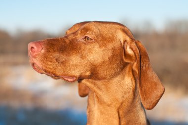 Hungarian Vizsla Dog Close-up clipart