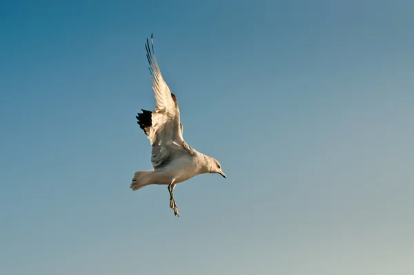 在飞行中的海鸥 免版税图库图片