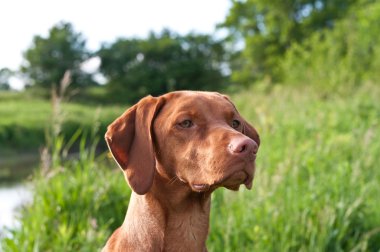 Closeup Portrait of a Vizsla Dog clipart