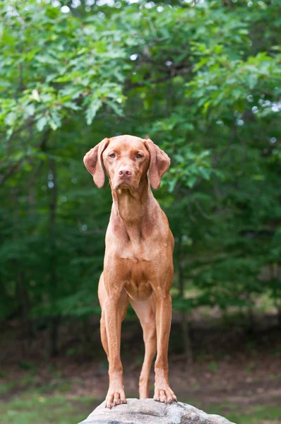 Vizsla Dog Standing on a Rock — Stock Photo, Image