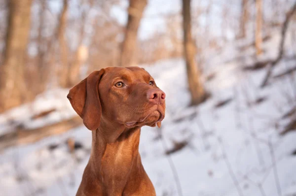 冬・ ヴィズラ犬の肖像画. — ストック写真
