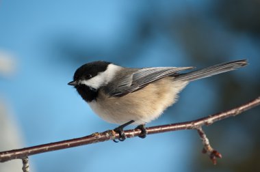 Chickadee Perching on a Branch clipart