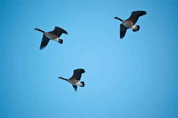 Tre kanadagäss i flyg — Stockfoto