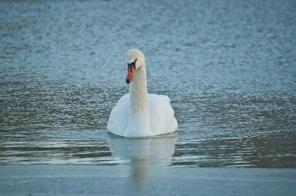 Cisne mudo nadando em uma lagoa . — Fotografia de Stock