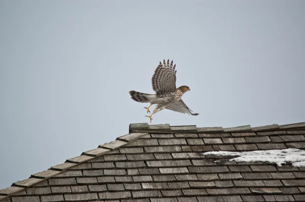 Cooper 's Hawk despegando de un tejado —  Fotos de Stock