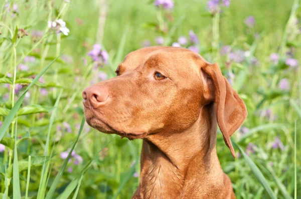 Closeup Retrato de um Cão Vizsla com Flores Selvagens — Fotografia de Stock