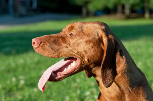 Profil portré egy magyar vizsla kutya — Stock Fotó