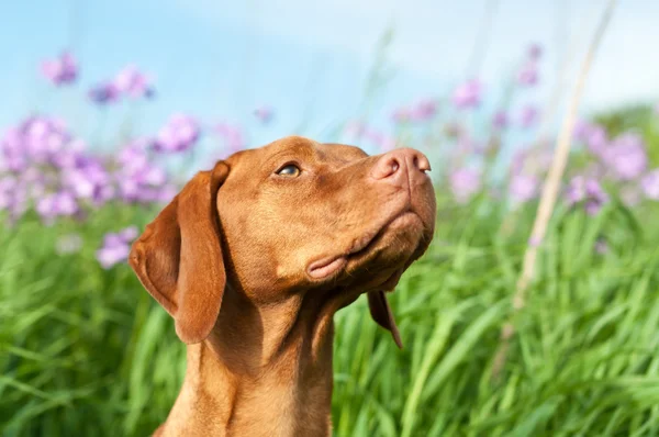 Primer plano Retrato de un perro Vizsla con flores silvestres — Foto de Stock