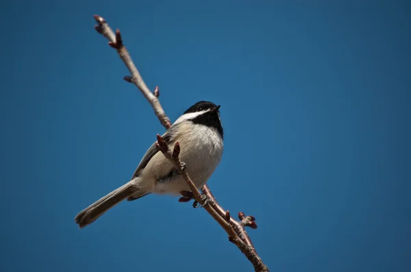 Black-Capped Chickadee Sitting on a Branch — Stock Photo, Image