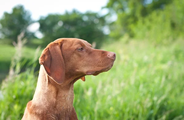 Nahaufnahme Porträt eines vizsla Hundes mit Wildblumen — Stockfoto