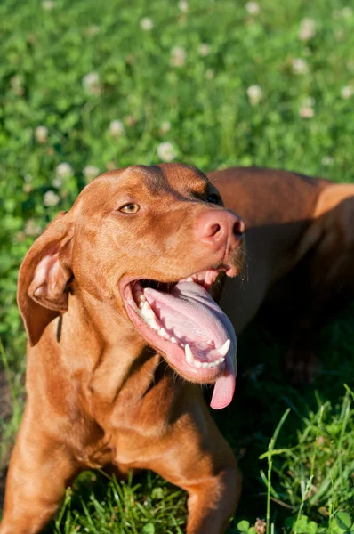 Pies Vizsla, leżąc na trawie — Zdjęcie stockowe