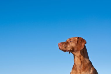 Mavi gökyüzü ile bakan vizsla köpek