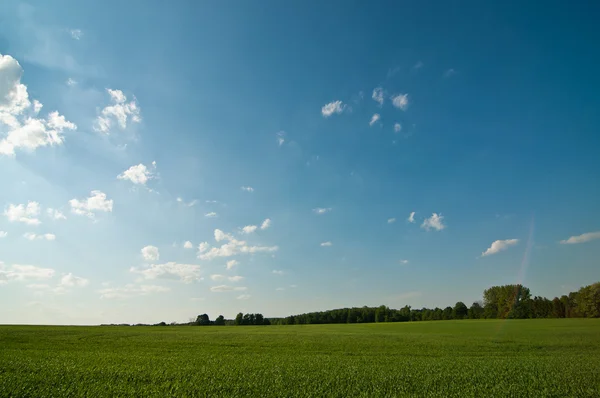 Green field with Blue Sky — Stock Photo, Image