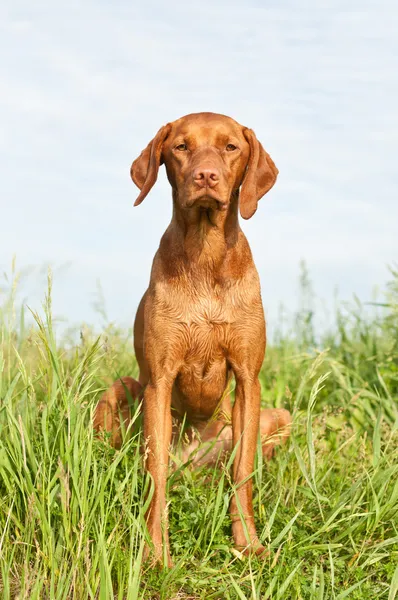 Nahaufnahme Porträt eines vizsla Hundes mit Wildblumen — Stockfoto