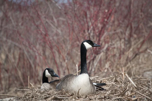 Nesting Canada Geese (Branta canadensis) — Stock Photo, Image