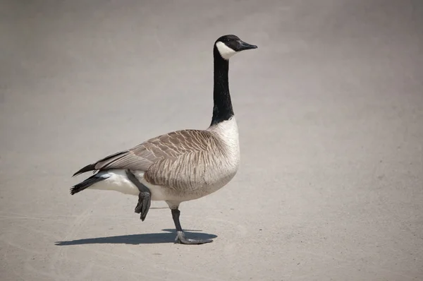 Canada Goose Standing on One Leg — Stock Photo, Image