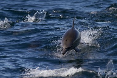 Wild Dolphins At Sea clipart