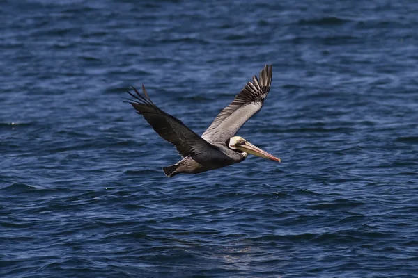 Tyynenmeren ruskea pelikaani — kuvapankkivalokuva