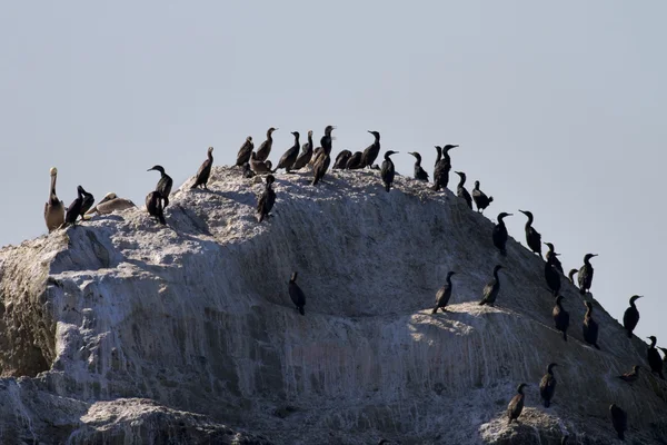 Corvos-marinhos aves na rocha no mar — Fotografia de Stock