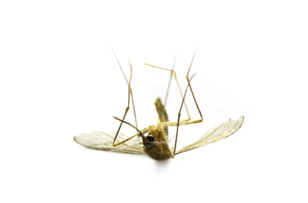 Mrtvý komár makro — Stock fotografie